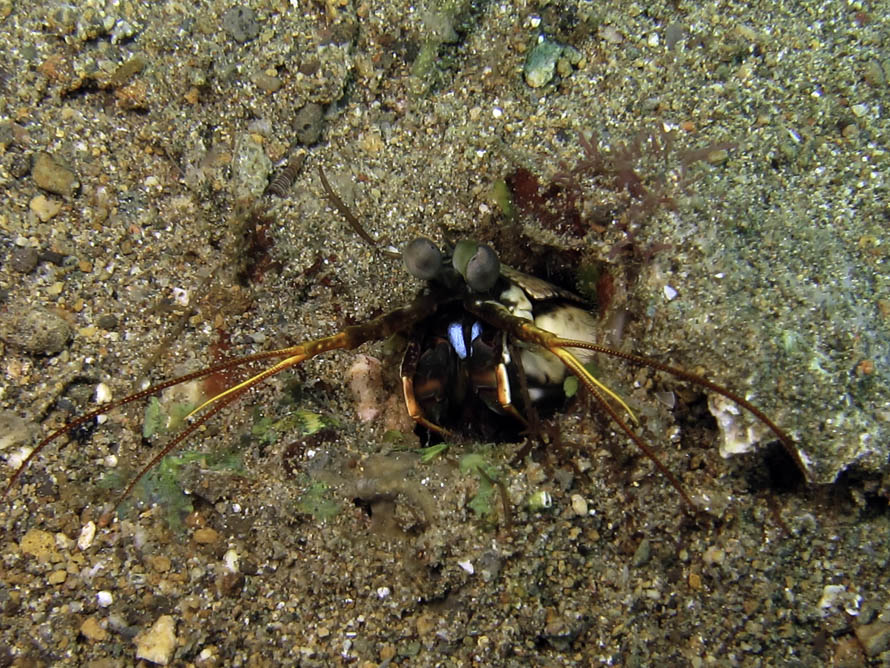 Haptosquilla stoliura